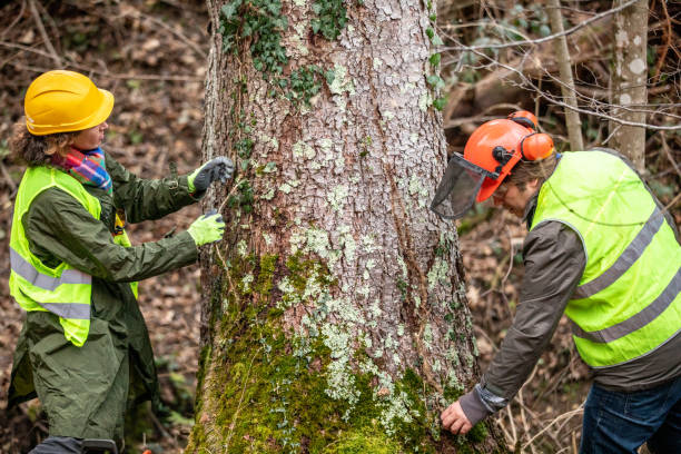 Best Tree and Shrub Care  in Copperas Cove, TX