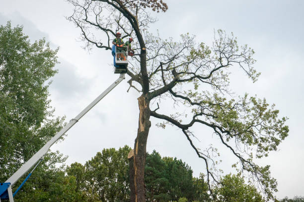 Copperas Cove, TX Tree Care Company