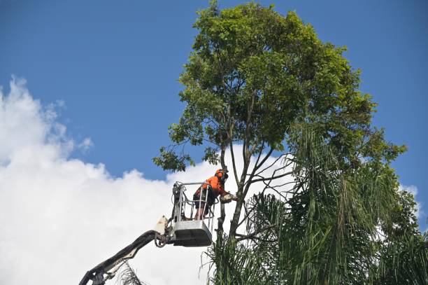 Best Stump Grinding and Removal  in Copperas Cove, TX